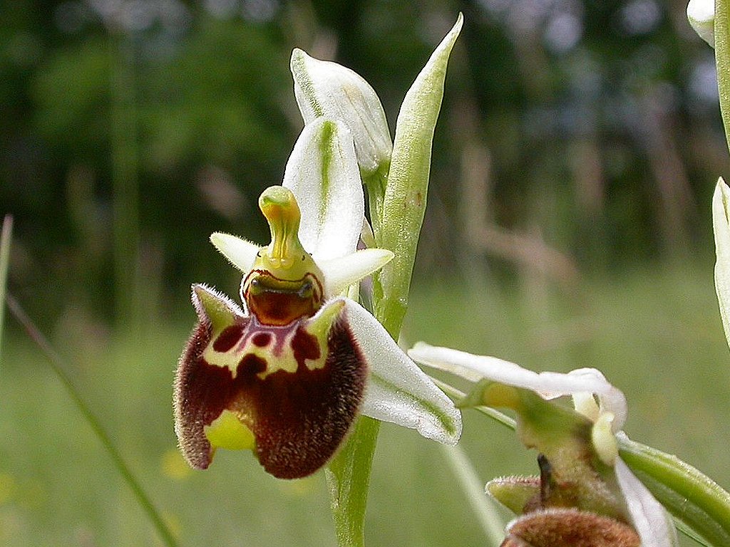 Ibrido Ophrys fuciflora x  Ophrys apifera ?